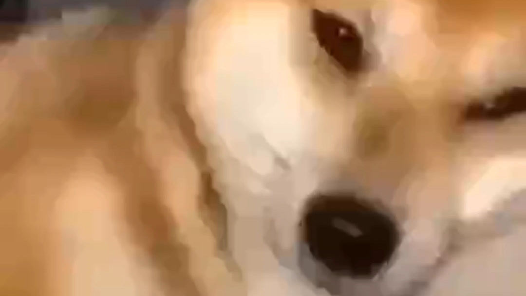 单身狗